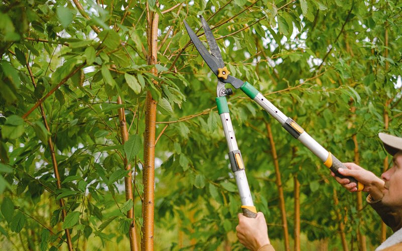 Tree trimming in Randolph, IA